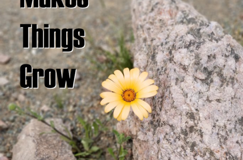"God Makes Things Grow" - A beautiful yellow daisy blooming by itself amidst the craggy rocks of the Sonora Desert.