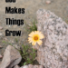 "God Makes Things Grow" - A beautiful yellow daisy blooming by itself amidst the craggy rocks of the Sonora Desert.