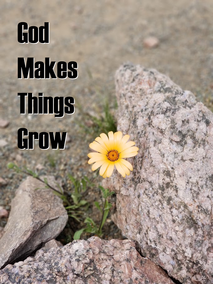 "God Makes Things Grow" - A beautiful yellow daisy blooming by itself amidst the craggy rocks of the Sonora Desert.