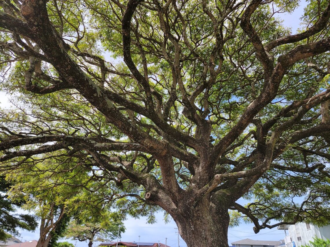 A tree has to weather many storms in order to have deep roots and grow strong.