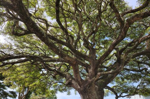 A tree has to weather many storms in order to have deep roots and grow strong.