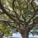 A tree has to weather many storms in order to have deep roots and grow strong.