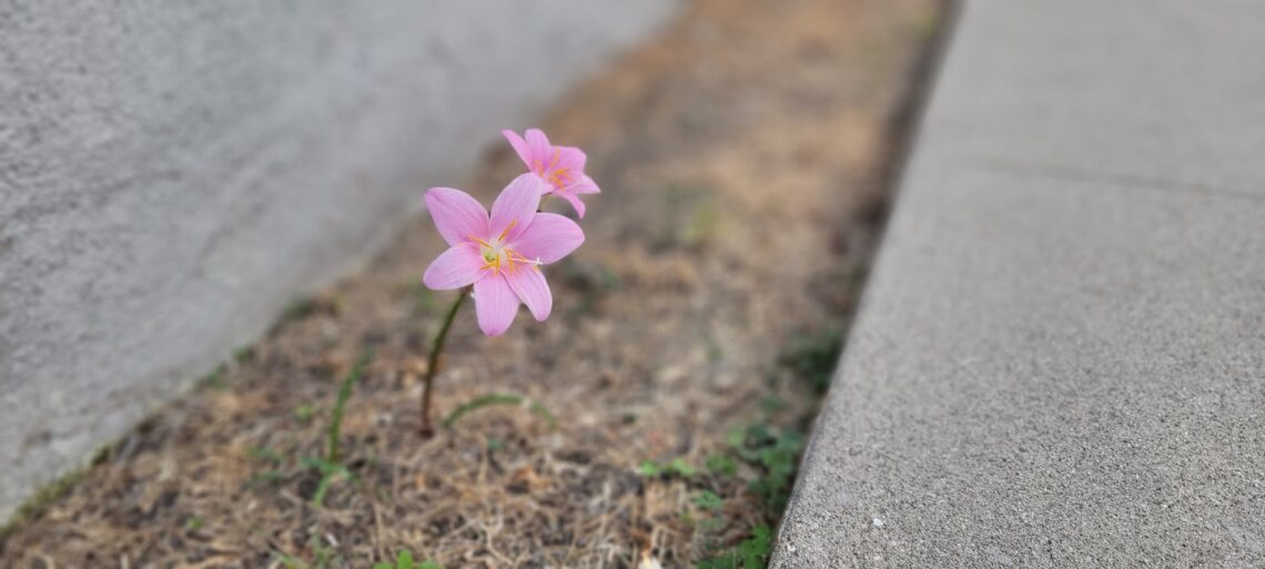 God Is In Control - A Lonely flower blooms in a narrow stretch of unkempt grave between a dull concrete sidewalk and a gray wall.